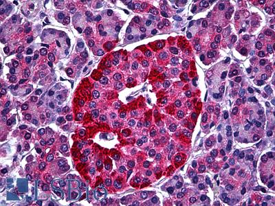 Anti-STXBP1 antibody IHC of human pancreas, islets of Langerhans. Immunohistochemistry of formalin-fixed, paraffin-embedded tissue after heat-induced antigen retrieval. Antibody LS-B5542 concentration 5 ug/ml.