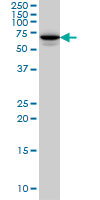 STXBP1 monoclonal antibody clone 6D1 Western blot of STXBP1 expression in HeLa.