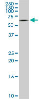STXBP1 monoclonal antibody clone 6D1. Western blot of STXBP1 expression in NIH/3T3.