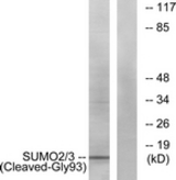 Western blot of extracts from HeLa cells, using SUMO2/3 (Cleaved-Gly93) Antibody. The lane on the right is treated with the synthesized peptide.