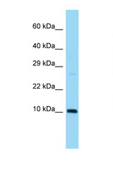SUMO3 antibody LS-C146388 Western blot of Mouse Heart lysate. Antibody concentration 1 ug/ml.