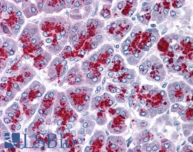 Anti-SUMO3 antibody IHC of human pancreas. Immunohistochemistry of formalin-fixed, paraffin-embedded tissue after heat-induced antigen retrieval. Antibody LS-B4650 concentration 5 ug/ml.