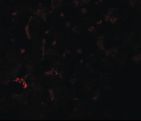 Immunofluorescence of SUMO3 in mouse liver tissue with SUMO3 antibody at 20 ug/ml.