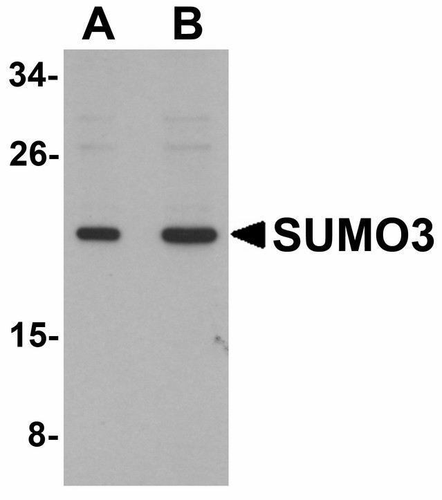Western blot of SUMO3 in mouse liver tissue lysate with SUMO3 antibody at (A) and (B) 2 ug/ml.