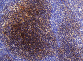 IHC of paraffin-embedded Human tonsil using anti-SELENBP1 mouse monoclonal antibody.