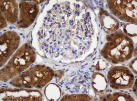 IHC of paraffin-embedded Human Kidney tissue using anti-SELENBP1 mouse monoclonal antibody.