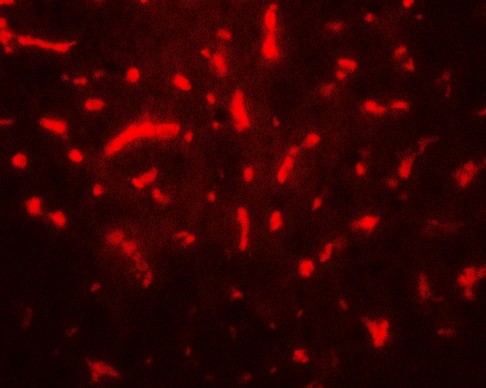 Immunofluorescence of TAF9 in mouse liver tissue with TAF9 antibody at 20 ug/mL.