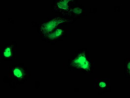 Anti-TAL1 mouse monoclonal antibody immunofluorescent staining of COS7 cells transiently transfected by pCMV6-ENTRY TAL1.
