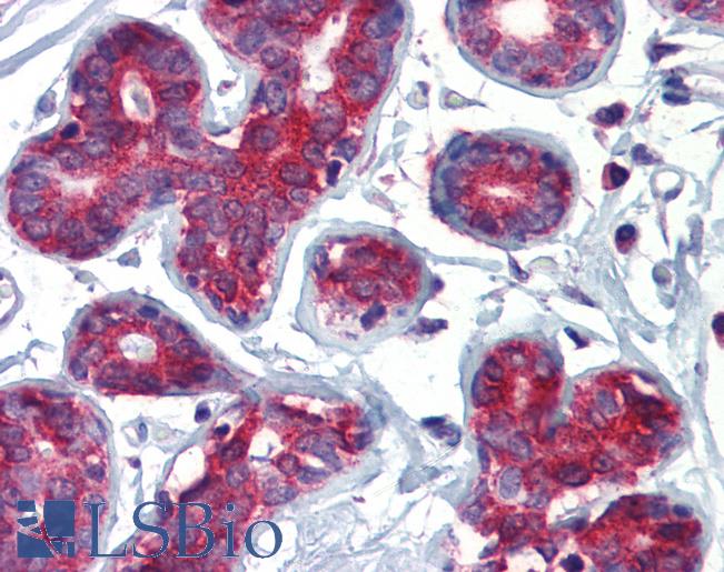 Anti-TAL1 antibody IHC of human breast. Immunohistochemistry of formalin-fixed, paraffin-embedded tissue after heat-induced antigen retrieval. Antibody LS-B3575 concentration 5 ug/ml.