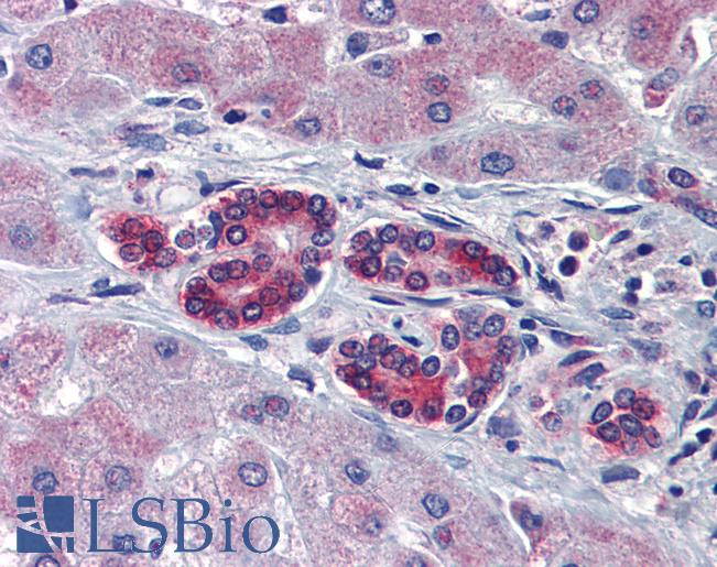 Anti-TAL1 antibody IHC of human liver. Immunohistochemistry of formalin-fixed, paraffin-embedded tissue after heat-induced antigen retrieval. Antibody LS-B3575 concentration 5 ug/ml.