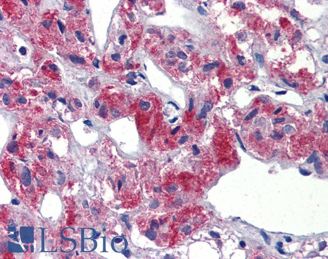 Anti-TAL1 antibody IHC of human adrenal. Immunohistochemistry of formalin-fixed, paraffin-embedded tissue after heat-induced antigen retrieval. Antibody LS-B3575 concentration 5 ug/ml.