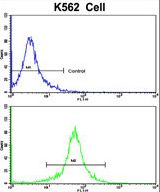 Flow cytometric of K562 cells using TALDO1 Antibody (bottom histogram) compared to a negative control cell (top histogram). FITC-conjugated goat-anti-rabbit secondary antibodies were used for the analysis.