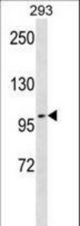 TAX1BP1 Antibody western blot of 293 cell line lysates (35 ug/lane). The TAX1BP1 antibody detected the TAX1BP1 protein (arrow).