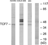 Western blot of extracts from HUVEC/COLO205/293 cells, using TCF7 Antibody. The lane on the right is treated with the synthesized peptide.