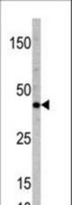 Western blot of anti-TCF7 antibody in mouse heart tissue lysate (35 ug/lane). TCF7(arrow) was detected using the purified antibody.