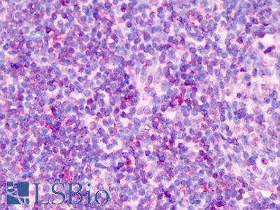 Anti-TCF7 antibody IHC of human tonsil. Immunohistochemistry of formalin-fixed, paraffin-embedded tissue after heat-induced antigen retrieval. Antibody LS-B1003 concentration 5 ug/ml.