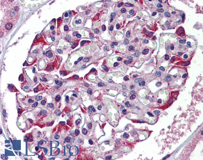 Anti-TDO2 antibody IHC of human kidney. Immunohistochemistry of formalin-fixed, paraffin-embedded tissue after heat-induced antigen retrieval. Antibody LS-B5791 concentration 5 ug/ml.