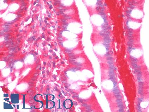 Anti-TDO / TPH2 / TDO2 antibody IHC staining of human small intestine. Immunohistochemistry of formalin-fixed, paraffin-embedded tissue after heat-induced antigen retrieval.