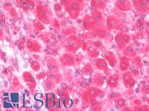 Anti-TDO / TPH2 / TDO2 antibody IHC staining of human adrenal. Immunohistochemistry of formalin-fixed, paraffin-embedded tissue after heat-induced antigen retrieval. Antibody LS-B10427 concentration 10 ug/ml.