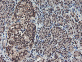 IHC of paraffin-embedded Human pancreas tissue using anti-TDO2 mouse monoclonal antibody.