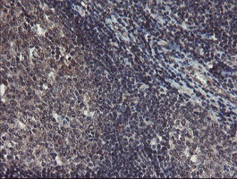 IHC of paraffin-embedded Human tonsil using anti-TDO2 mouse monoclonal antibody.