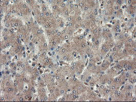 IHC of paraffin-embedded Human liver tissue using anti-TDO2 mouse monoclonal antibody.