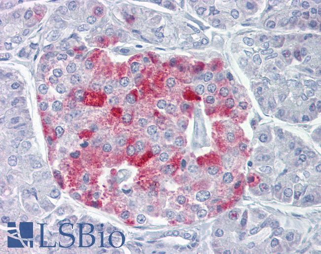 Anti-PCSK1 antibody IHC of human pancreas. Immunohistochemistry of formalin-fixed, paraffin-embedded tissue after heat-induced antigen retrieval. Antibody LS-B6536 concentration 5 ug/ml.