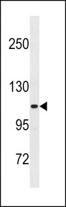 THBS4 Antibody western blot of NCI-H460 cell line lysates (35 ug/lane). The THBS4 antibody detected the THBS4 protein (arrow).