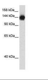 Transfected 293T Cell Lysate