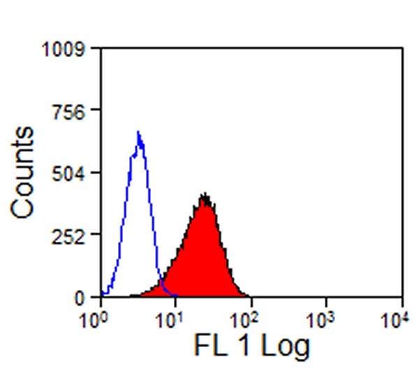 TIM-2 transfected NRK cells stained with Rat anti-Mouse TIM-2:FITC