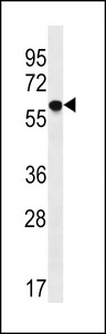 TM9SF2 Antibody western blot of U251 cell line lysates (35 ug/lane). The TM9SF2 antibody detected the TM9SF2 protein (arrow).