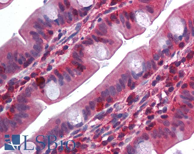 Anti-TRAF2 antibody IHC of human small intestine. Immunohistochemistry of formalin-fixed, paraffin-embedded tissue after heat-induced antigen retrieval. Antibody LS-B1427 concentration 5 ug/ml.