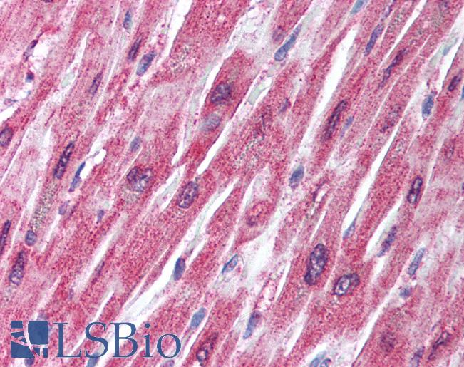 Anti-TRAF2 antibody IHC of human heart. Immunohistochemistry of formalin-fixed, paraffin-embedded tissue after heat-induced antigen retrieval. Antibody LS-B1427 concentration 5 ug/ml.