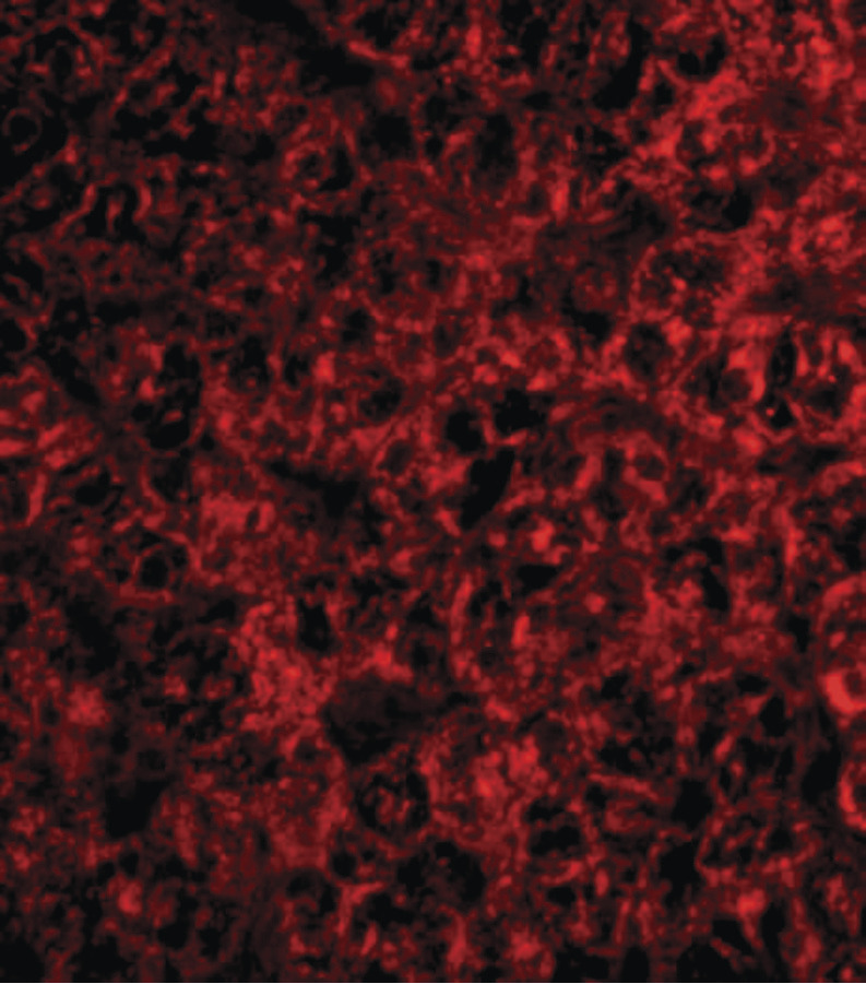 Immunofluorescence of TRAF2 in human liver tissue with TRAF2 antibody at 20 ug/ml.