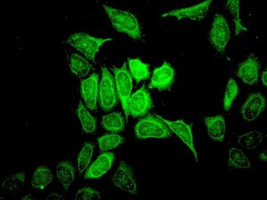 Immunofluorescent staining of HeLa cells using anti-TRAF2 antibody.