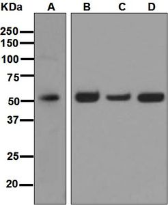 Western blot analysis on (A) PC-12, (B) Molt-4, (C) HeLa, and (D) 293T cell lysates using anti-TRAF2 antibody.