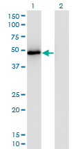 Western Blot analysis of TRAF2 expression in transfected 293T cell line by TRAF2 monoclonal antibody (M04), clone 4C11.Lane 1: TRAF2 transfected lysate(55.9 KDa).Lane 2: Non-transfected lysate.
