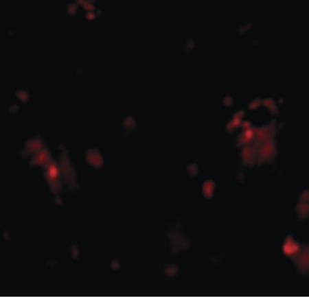 Immunofluorescence of DcR1 in Rat Liver cells with DcR1 antibody at 20 ug/ml.