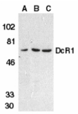 Western blot of DcR1 in HeLa cell (A), mouse (B) and rat (C) liver tissue lysates with DcR1 antibody at 1 ug/ml.