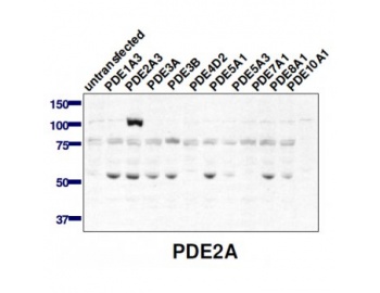 Western blot of PDE2A antibody (1:2,000) against lysate from COS cells transfected with the indicated human PDE isoform.