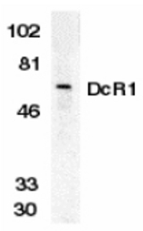 Western blot of DcR1 in HeLa whole cell lysate with DcR1 antibody at 1 ug/ml.