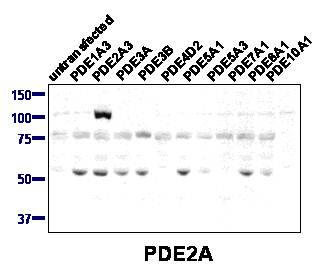 Western blot of PDE2A antibody (1:2000) against lysate from COS cells transfected with the indicated human PDE isoform.