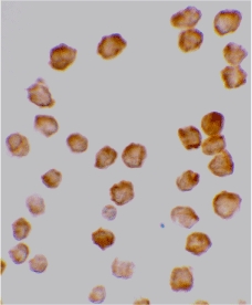 Immunocytochemical staining of HeLa cells using DcR2 antibody at 10 ug/ml.