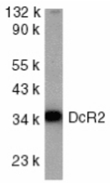 Western blot of DcR2 in HeLa whole cell lysate with DcR2 antibody at 1:1000 dilution.