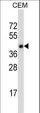 TNFRSF10D Antibody western blot of CEM cell line lysates (35 ug/lane). The TNFRSF10D antibody detected the TNFRSF10D protein (arrow).
