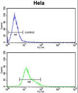 TNFRSF10D Antibody flow cytometry of HeLa cells (bottom histogram) compared to a negative control cell (top histogram). FITC-conjugated goat-anti-rabbit secondary antibodies were used for the analysis.