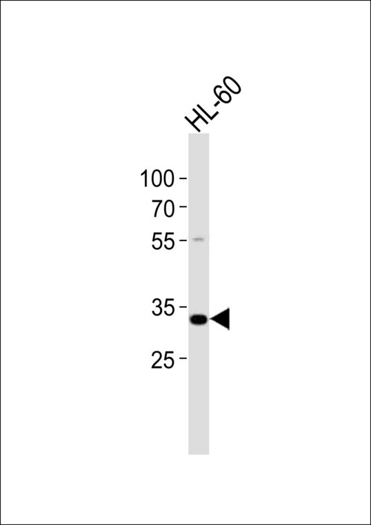 Western blot of lysate from HL-60 cell line, using TREX2 antibody diluted at 1:1000. A goat anti-rabbit IgG H&L (HRP) at 1:10000 dilution was used as the secondary antibody. Lysate at 20 ug.