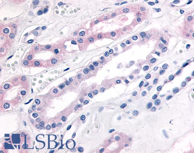 Anti-PDE2A antibody LS-A733 IHC of human kidney. Immunohistochemistry of formalin-fixed, paraffin-embedded tissue after heat-induced antigen retrieval.