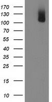 HEK293T cells were transfected with the pCMV6-ENTRY control (Left lane) or pCMV6-ENTRY PDE2A (Right lane) cDNA for 48 hrs and lysed. Equivalent amounts of cell lysates (5 ug per lane) were separated by SDS-PAGE and immunoblotted with anti-PDE2A.