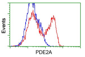 HEK293T cells transfected with either overexpress plasmid (Red) or empty vector control plasmid (Blue) were immunostained by anti-PDE2A antibody, and then analyzed by flow cytometry.